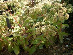 Attēlu rezultāti vaicājumam “Hylotelephium maximum”