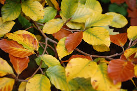 Attēlu rezultāti vaicājumam “Fagus sylvatica”