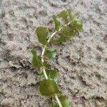 Attēlu rezultāti vaicājumam “Potamogeton perfoliatus fruit”