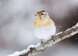 Attēlu rezultāti vaicājumam “Fringilla montifringilla female”
