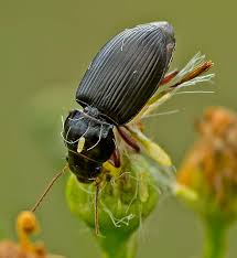 Attēlu rezultāti vaicājumam “Pterostichus sp.”