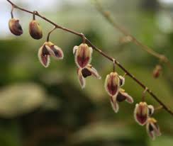 Attēlu rezultāti vaicājumam “Mucronella subtilis”