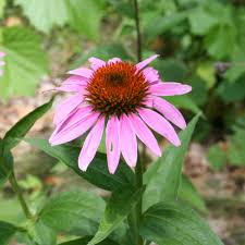 Attēlu rezultāti vaicājumam “Echinacea purpurea flower”