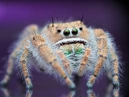 Attēlu rezultāti vaicājumam “Aphodius subterraneus imago”