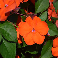Image result for Impatiens walleriana