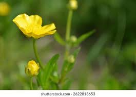 Attēlu rezultāti vaicājumam “Ranunculus acris flower”