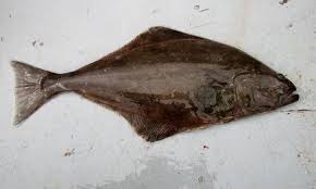 Image result for Hippoglossus hippoglossus