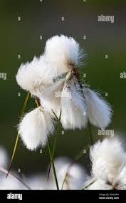 Attēlu rezultāti vaicājumam “Eriophorum angustifolium fruit”