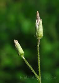 Attēlu rezultāti vaicājumam “Stellaria nemorum bud”