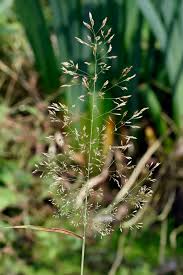 Attēlu rezultāti vaicājumam “Agrostis capillaris”