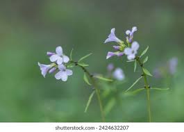 Attēlu rezultāti vaicājumam “Cardamine bulbifera leaf”