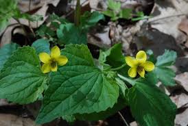 Attēlu rezultāti vaicājumam “Viola rupestris bud”