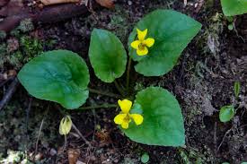 Attēlu rezultāti vaicājumam “Viola uliginosa leaf”