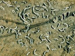 Attēlu rezultāti vaicājumam “Physarum bivalve”