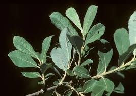 Attēlu rezultāti vaicājumam “Salix cinerea”