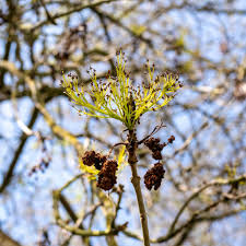 Attēlu rezultāti vaicājumam “Fraxinus excelsior bud”