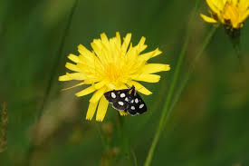 Attēlu rezultāti vaicājumam “Anania funebris”