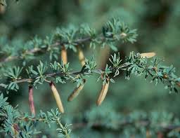 Attēlu rezultāti vaicājumam “Licea pygmaea”