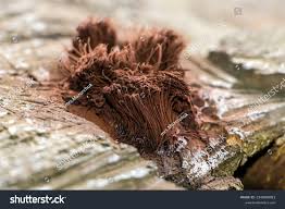 Attēlu rezultāti vaicājumam “Stemonitis axifera”