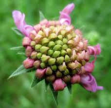 Attēlu rezultāti vaicājumam “Knautia arvensis bud”