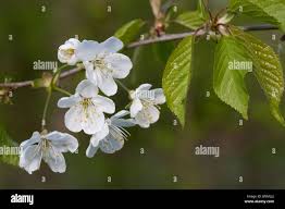 Attēlu rezultāti vaicājumam “Prunus avium flower”