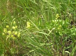 Attēlu rezultāti vaicājumam “Sisymbrium volgense”