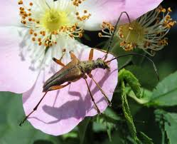 Attēlu rezultāti vaicājumam “Stenocorus meridianus”