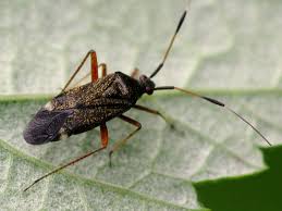 Attēlu rezultāti vaicājumam “Closterotomus biclavatus nymph”