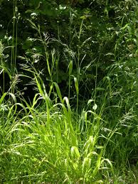 Attēlu rezultāti vaicājumam “Festuca gigantea”