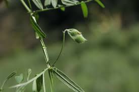 Attēlu rezultāti vaicājumam “Vicia hirsuta flower”
