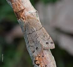 Attēlu rezultāti vaicājumam “Orthosia munda”