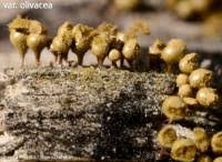 Attēlu rezultāti vaicājumam “Trichia crateriformis spores”