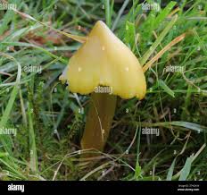 Attēlu rezultāti vaicājumam “Hygrocybe acutoconica”