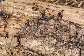 Attēlu rezultāti vaicājumam “Armillaria sp.”