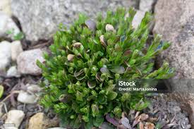 Attēlu rezultāti vaicājumam “Polygala amarella”