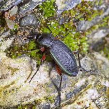 Attēlu rezultāti vaicājumam “Carabus arcensis”