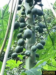 Image result for Carica papaya