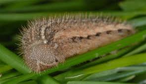Attēlu rezultāti vaicājumam “Erebia ligea underside”