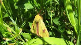 Attēlu rezultāti vaicājumam “Diacrisia sannio male”