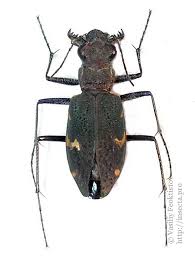 Attēlu rezultāti vaicājumam “Cicindela sylvatica”