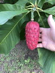 Attēlu rezultāti vaicājumam “Magnolia kobus fruit”