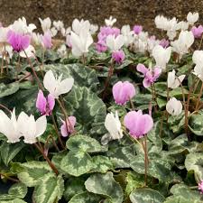 Attēlu rezultāti vaicājumam “Cyclamen hederifolium”