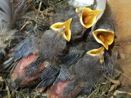 Attēlu rezultāti vaicājumam “Troglodytes troglodytes nest”
