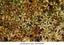 Attēlu rezultāti vaicājumam “Sphagnum papillosum”