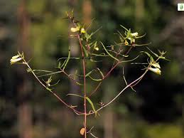 Attēlu rezultāti vaicājumam “Melampyrum pratense bud”