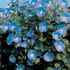 Image result for Ipomoea Heavenly Blue