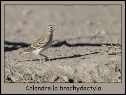 Image result for Calandrella brachydactyla