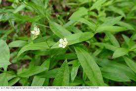 Attēlu rezultāti vaicājumam “Moehringia lateriflora flower”