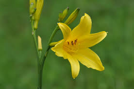 Attēlu rezultāti vaicājumam “Hemerocallis lilioasphodelus”