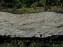 Attēlu rezultāti vaicājumam “Radulomyces confluens”